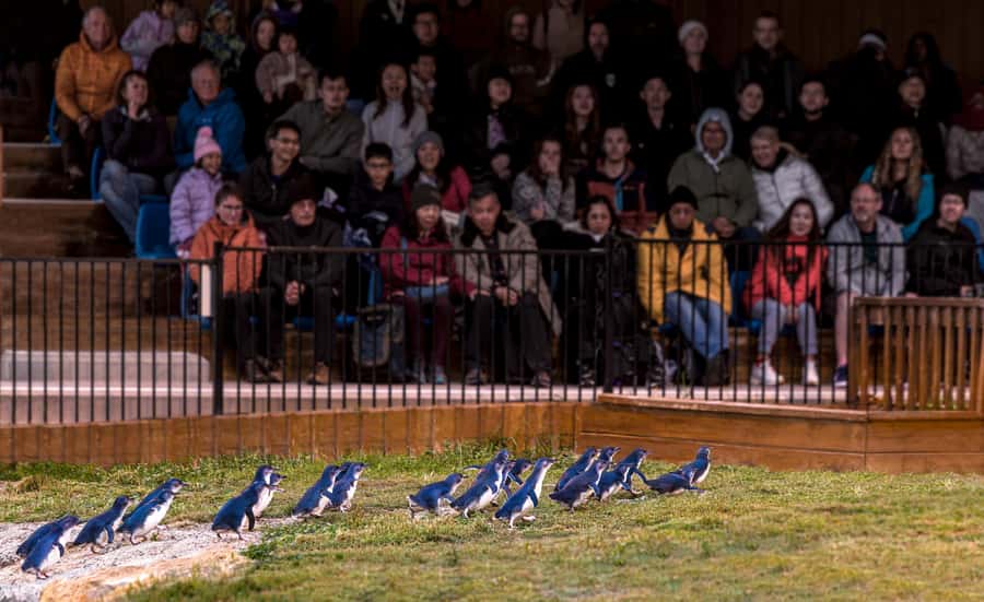 Oamaru: Penguins Evening Viewing Ticket - Key points before you book
