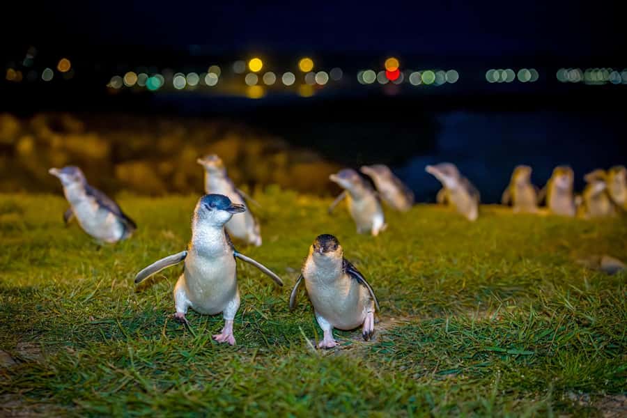 Oamaru: Penguins Evening Viewing Ticket - Arriving at the Oamaru Blue Penguin Colony