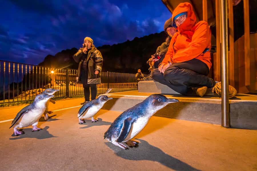 Oamaru: Penguins Evening Viewing Ticket - Watching the penguins come home