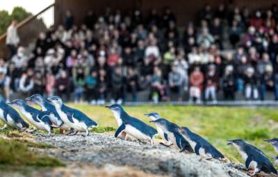 Penguins Evening Viewing Ticket