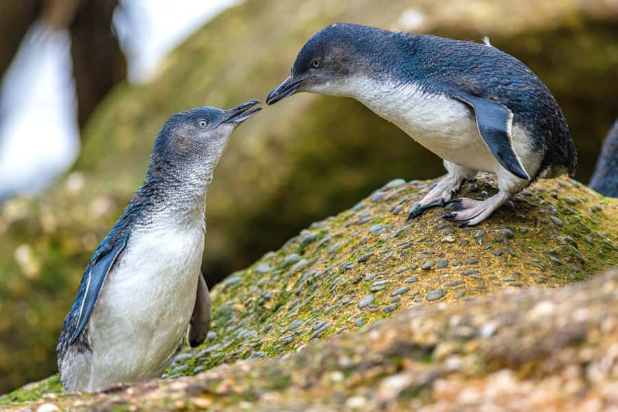 Oamaru: Penguins Evening Viewing Ticket - Why silence and darkness matter