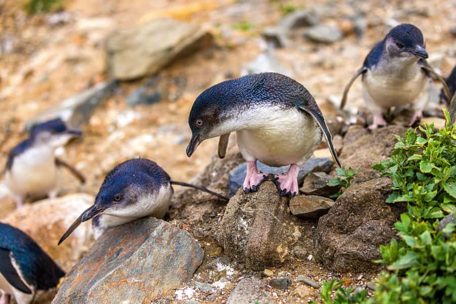 Oamaru: Penguins Evening Viewing Ticket - A conservation visit, not just an evening show