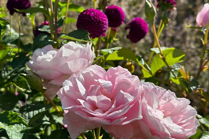 Oasis Cottage Gardens and Floristry Studio in Oxford, NZ - Is $12.41 good value?
