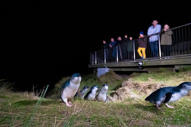Otago Peninsula In-Depth Tour & Blue Penguins Pukekura Experience - Why this Otago Peninsula tour is more than a penguin trip