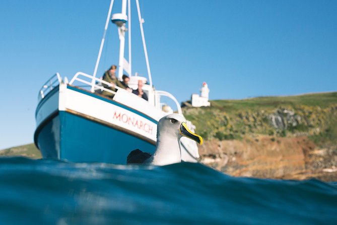 Otago Peninsula In-Depth Tour & Blue Penguins Pukekura Experience - Waiting for the little blue penguins