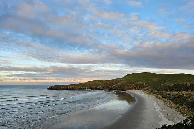 Otago Peninsula In-Depth Tour & Blue Penguins Pukekura Experience - The return to Dunedin after dark