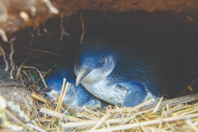 Otago Peninsula In-Depth Tour & Blue Penguins Pukekura Experience - What the $102.39 price delivers