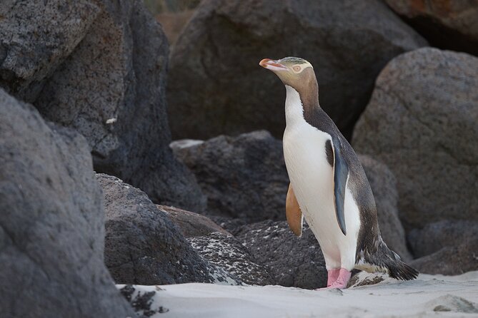 Otago Peninsula In-Depth Tour & Blue Penguins Pukekura Experience - Who will enjoy this experience most