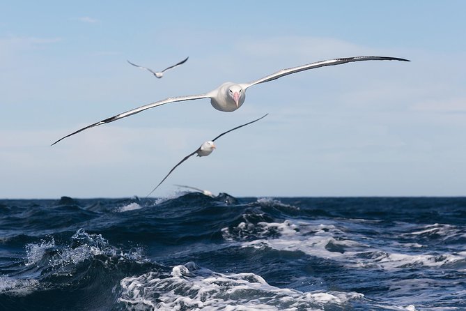 Otago Peninsula Wildlife Cruise with Monarch - Key points to know before you book