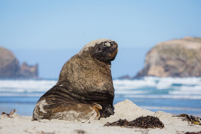 Otago Peninsula Wildlife Tour & Cruise - The afternoon drive across the Otago Peninsula