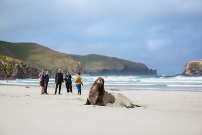 Otago Peninsula Wildlife Tour & Cruise