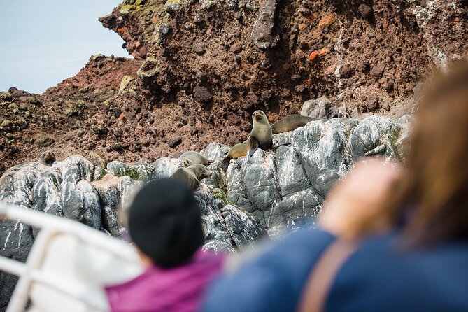 Otago Peninsula Wildlife Tour & Cruise - Is the $142.73 price good value?