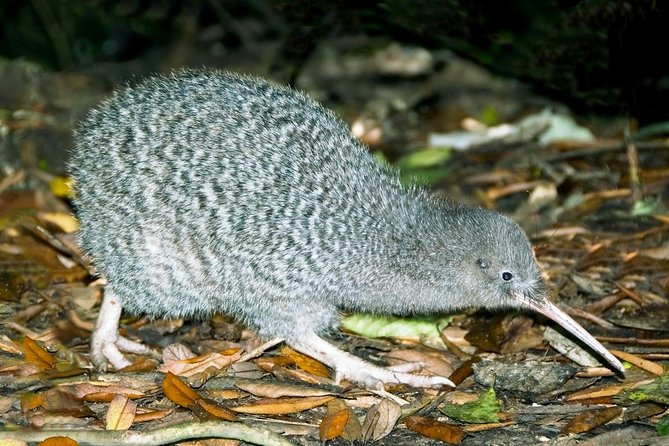 Overnight Experience Tour on Kapiti Island - Six things to know before you book