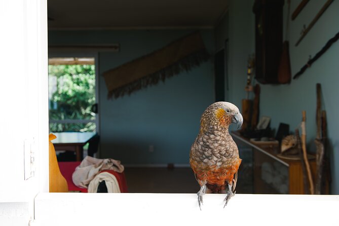 Overnight Experience Tour on Kapiti Island - Choosing between an en suite, cabin, and luxury tent