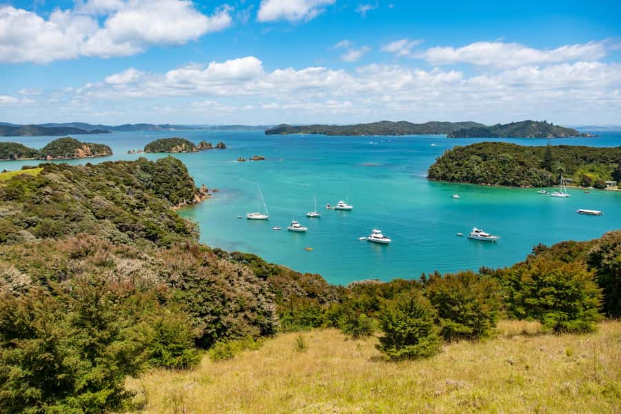 Paihia: Bay of Islands Dolphin Eco Cruise & Island Stopover - Key points to know before you book