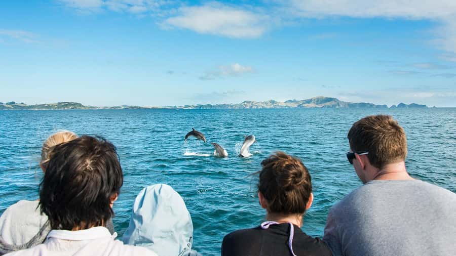 Paihia: Bay of Islands Dolphin Eco Cruise & Island Stopover - The Urupukapuka Island stop at Otehei Bay