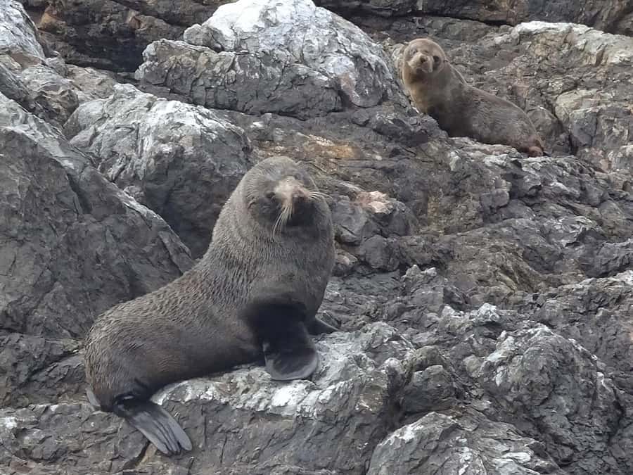Paihia: Bay of Islands Dolphin Eco Cruise & Island Stopover - What the $89 price gets you