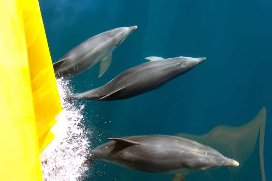 Paihia: Bay of Islands Dolphin Eco Cruise & Island Stopover - Watching for dolphins, whales, seals, and seabirds