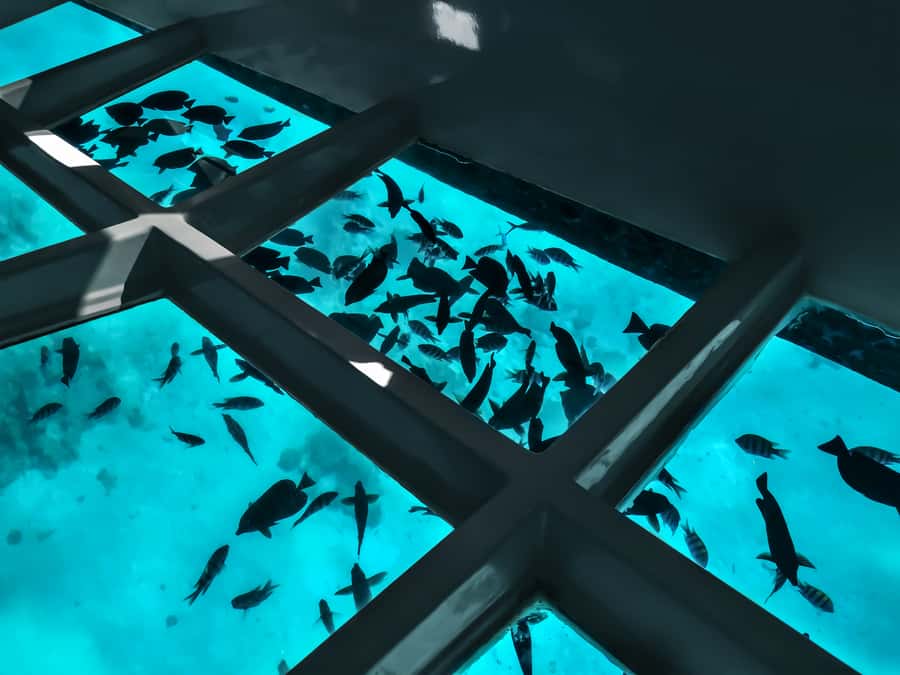 Paihia: Glass Bottom Boat Tour to the Hole in the Rock - Golden beaches, cliffs, and quiet coves