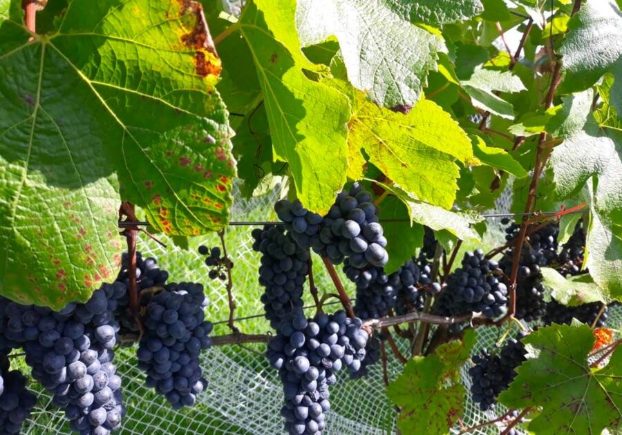Paihia or Kerikeri: Wine, Spirit, & Craft Beer Tour - What the $125 price really includes