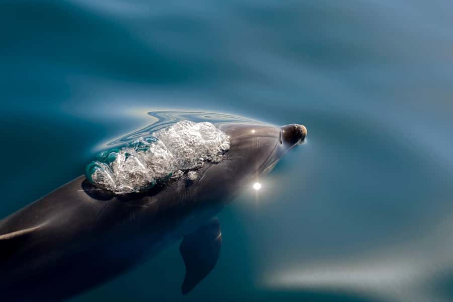Paihia/Russell: Hole in the Rock, Dolphins & Island Cruise - Five things to know before you book