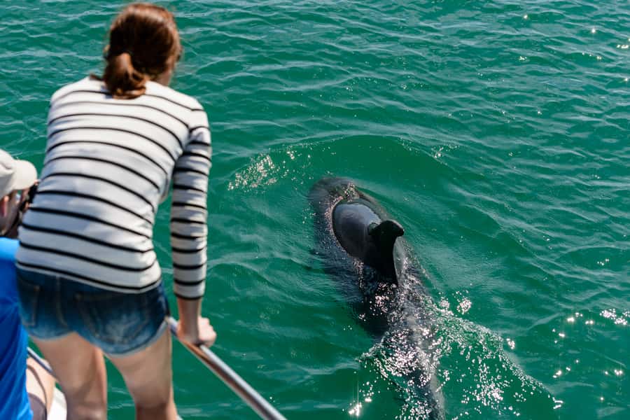Paihia/Russell: Hole in the Rock, Dolphins & Island Cruise - Is $95 good value?