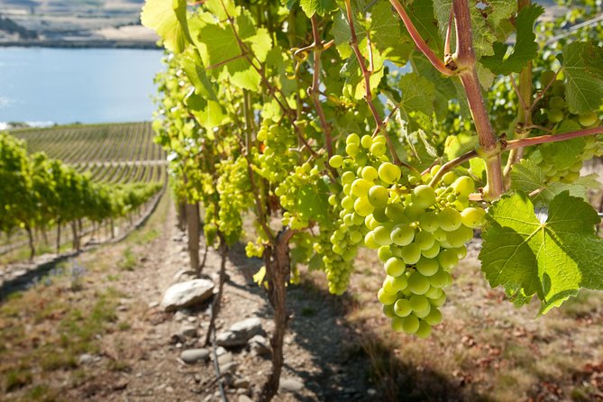 Picton Cruise Ship Shore Excursion Marlborough Wine Tour - What you learn about Marlborough Sauvignon Blanc