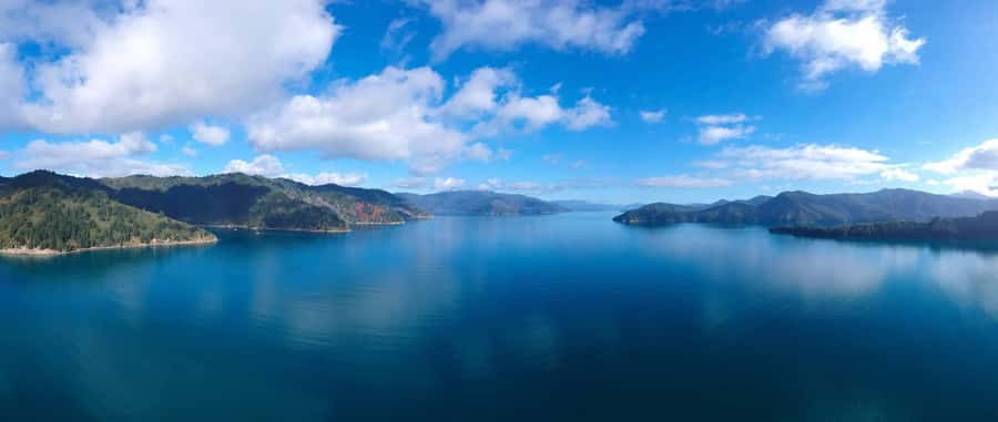 Picton Shore Excursion: Queen Charlotte Sounds Cruise - Wildlife on the water, with no guarantees