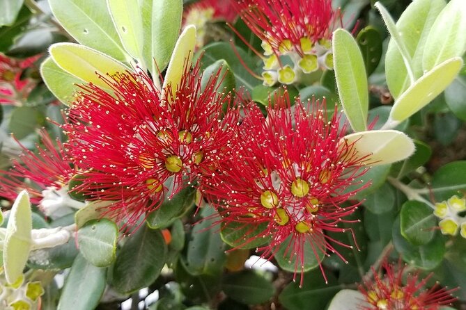 Piha Waitakere Rainforest Wine Tour from Auckland - Westbrook Wines in the Ararimu Valley