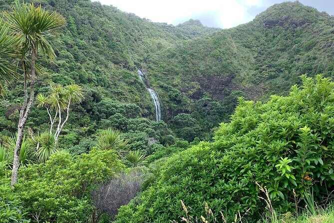 Piha Waitakere Rainforest Wine Tour from Auckland - Who should book this day out?