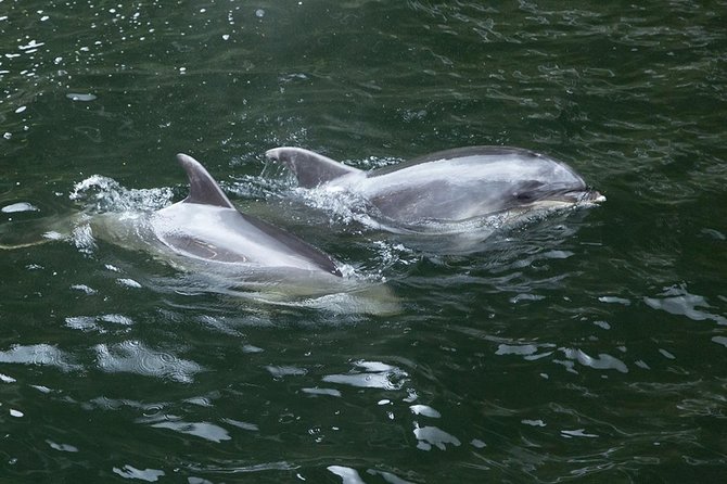 Premium Milford Sound Tour, Cruise & Lunch from Te Anau - Pops View and the Darran Mountains