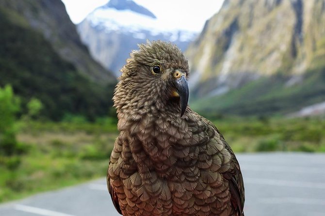 Premium Milford Sound Tour, Cruise & Lunch from Te Anau - The Homer Tunnel and the descent to Milford Sound