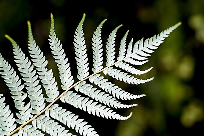 Private Auckland City Highlights Tour - Mission Bay: a short beach pause near Rangitoto
