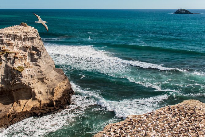 Private Auckland's West Coast - Piha/ Muriwai - Wild West Tour - Why Auckland’s west coast feels like a different New Zealand