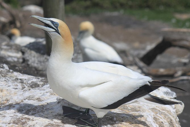 Private Auckland West Coast Day Tour - 9:00 am pickup and a private start