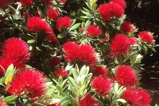 Private Auckland Wine & Dine Matakana Country & Cuisine - Lunch With Time to Enjoy the View