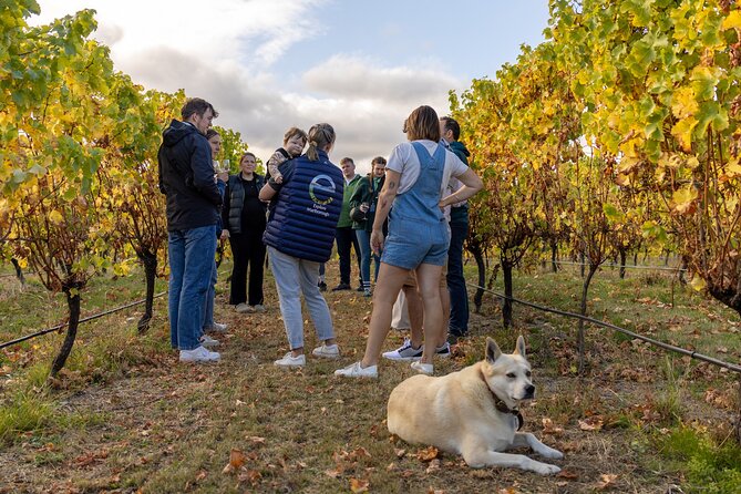 Private Biking Wine Tour (full day) in the Marlborough Region - Lunch at a vineyard, with the meal paid separately
