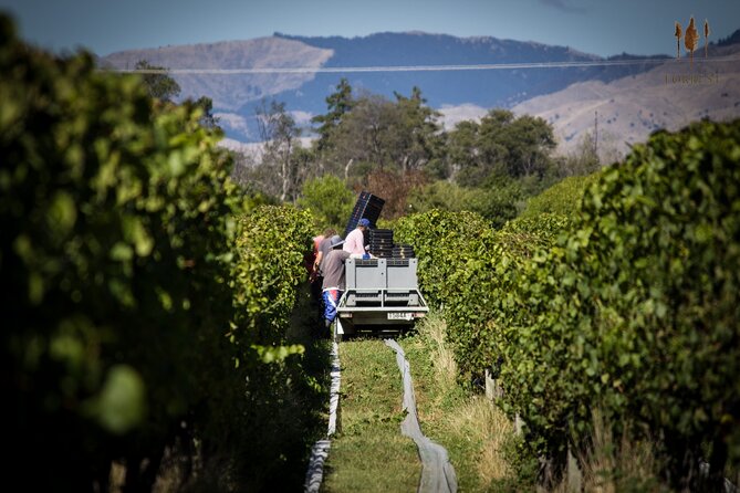 Private Driving Wine Tour (full day) in the Marlborough Region - Guides who shape the mood of the day