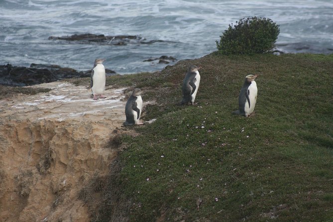 Private Guided Tour of Dunedin City Heritage and Unique Wildlife and Scenery - What this private Dunedin tour is really like