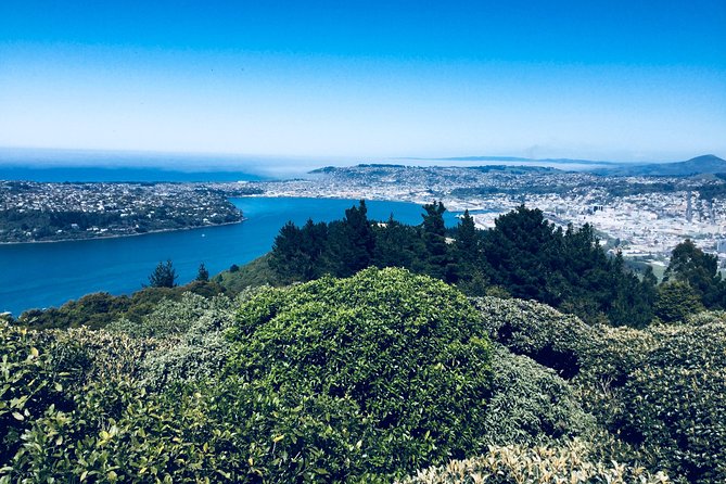 Private Guided Tour of Dunedin City Heritage and Unique Wildlife and Scenery - Larnach Castle: choose the gardens or the full visit
