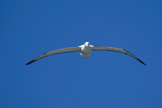 Private Guided Tour of Dunedin City Heritage and Unique Wildlife and Scenery - Royal Albatross Centre: free displays or a guided wildlife visit