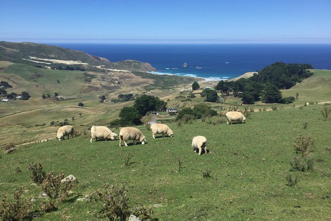 Private Guided Tour of Dunedin City Heritage and Unique Wildlife and Scenery - Baldwin Street and Signal Hill: quick views with a little effort