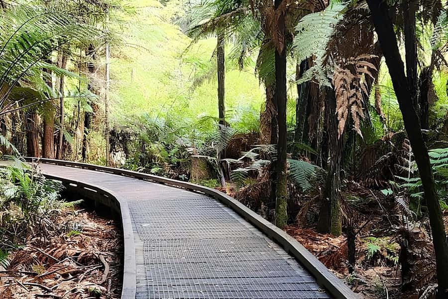 Private Hobbiton & BlueSprings & Redwood forest fromAuckland - A private guide can shape the whole day