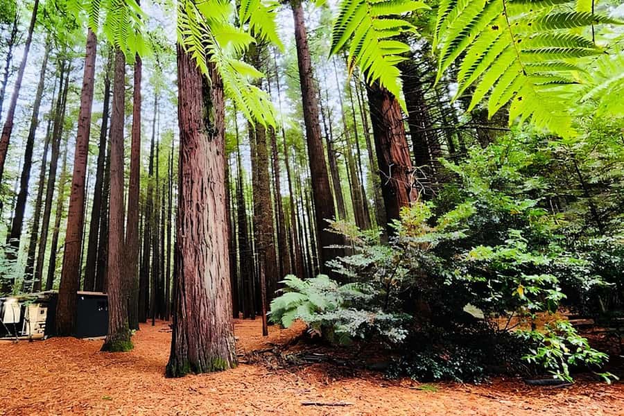 Private Hobbiton & BlueSprings & Redwood forest fromAuckland - Auckland pickup and the long road south