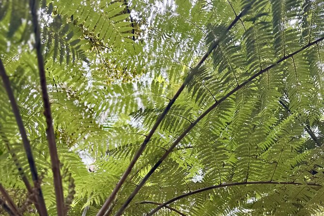 Private Piha Beach, Rainforest Adventure & Mt. Eden with Guide - Mount Eden closes the day above Auckland