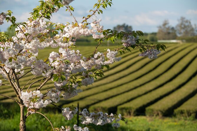 Private tour from Auckland - Waitomo Glowworm Caves, Zealong Tea & Kiwi Bird - What a private Waikato day trip really means