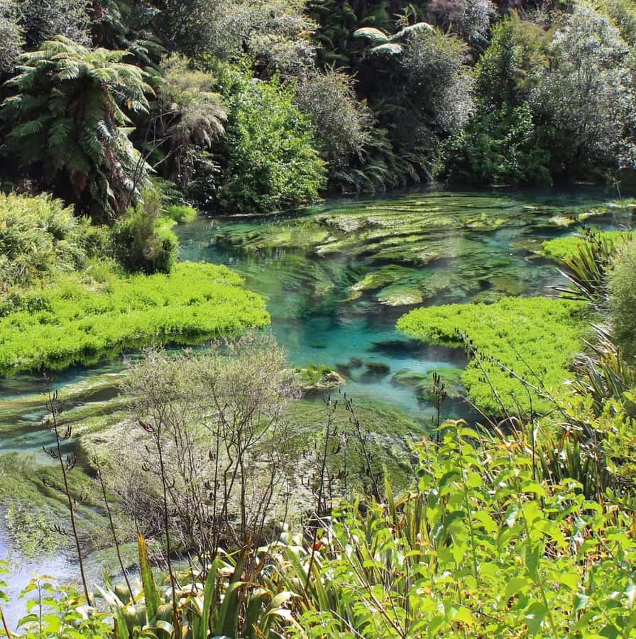 Private Tour: Hunua Falls, Blue Springs & Mclaren waterfall - The countryside drive is part of the attraction
