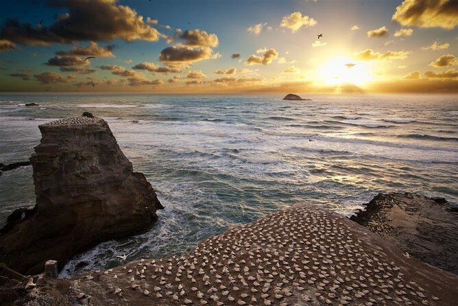 Private Tour - Muriwai Beach & Wine Tasting - Key points to know before booking