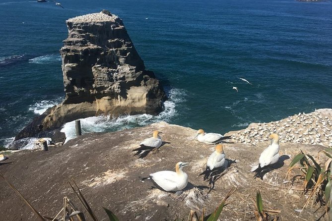 Private Tour - Muriwai Beach & Wine Tasting - Choosing between a morning and sunset departure