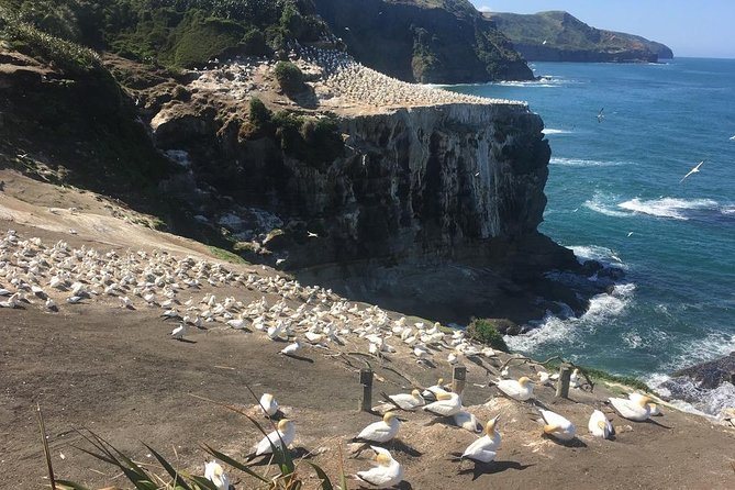 Private Tour - Muriwai Beach & Wine Tasting - Price, inclusions, and overall value